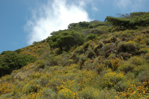 Soberanes Canyon 045.jpg